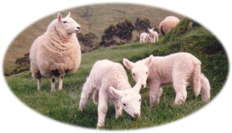 Cheviot ewe with twin lambs