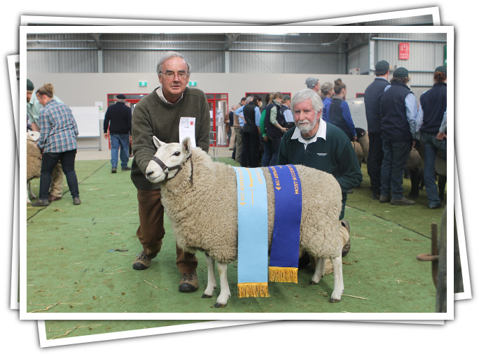 Supreme Champion Cheviot ewe Australian Wool and Sheep Show - Bendigo July 2017