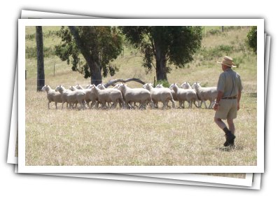 Flock of Cheviot rams